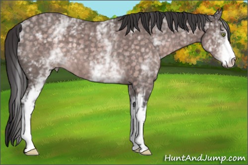 Horse Color:Platinum White Spotted Buckskin 