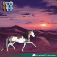 Horse Color:Bay Dun Splash Frame