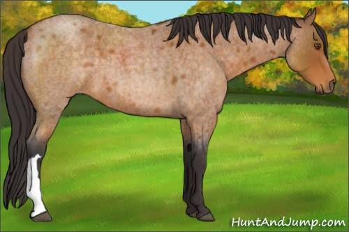Horse Color:Buckskin Roan 