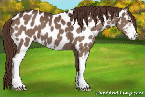 Horse Color:Liver Chestnut Sabino Appaloosa 