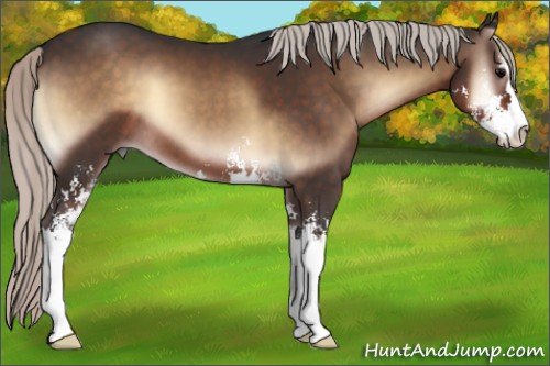 Horse Color:Silver Brown Onyx Sabino 