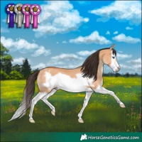 Horse Color:Bay Dun Splash Frame Rabicano 