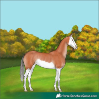 Horse Color:Bay Splash Rabicano