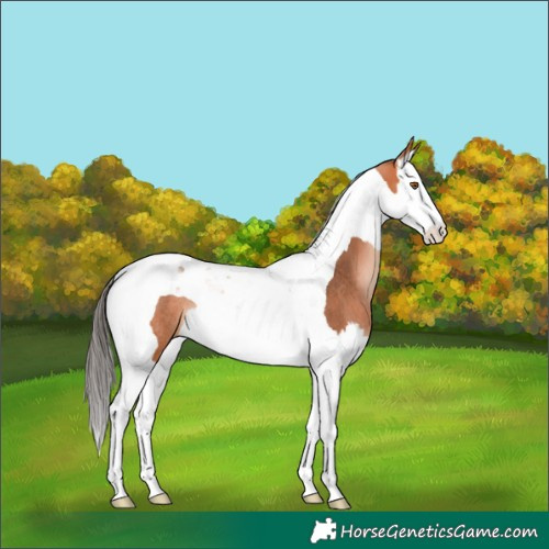 Horse Color:Bay Splash Tobiano Rabicano 