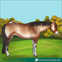 Horse Color:Bay Onyx Tobiano 