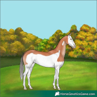 Horse Color:Bay Splash Frame Rabicano 