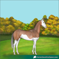 Horse Color:Bay Splash Rabicano 