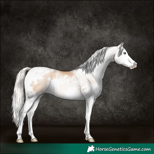 Horse Color:White Spotted Silver Grullo Pearl Splash