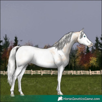 Horse Color:White Spotted Silver Classic Champagne Pearl Dun Splash Rabicano 