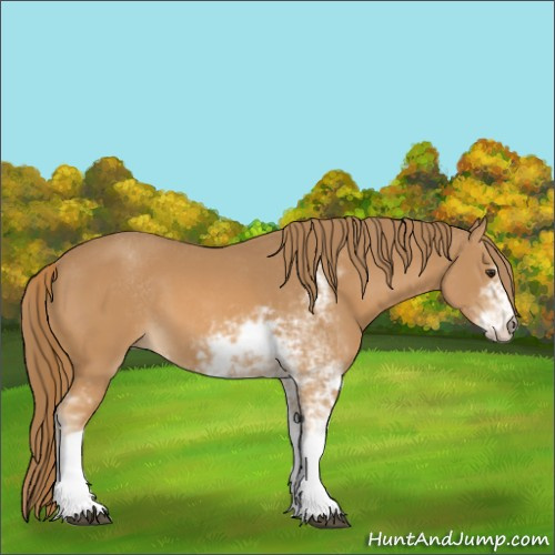 Horse Color:Chestnut Sabino 