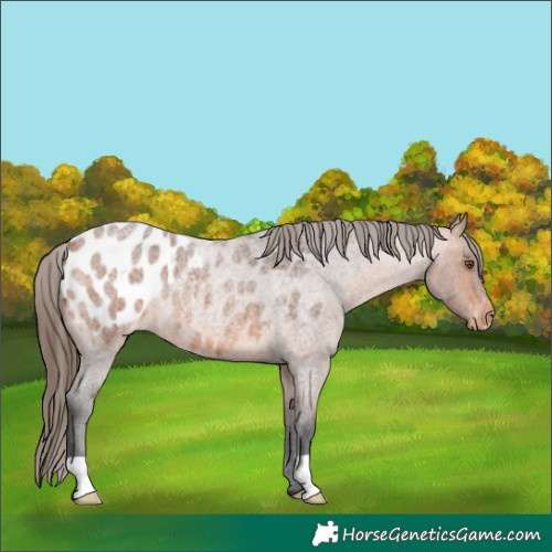 Horse Color:Bay Roan Appaloosa Rabicano 