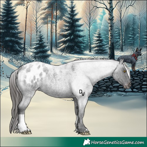 Horse Color:Blue Roan Appaloosa 