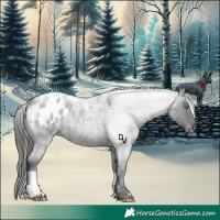 Horse Color:Blue Roan Appaloosa
