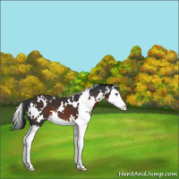 Horse Color:White Spotted Brown Splash 