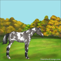 Horse Color:White Spotted Grullo Rabicano 