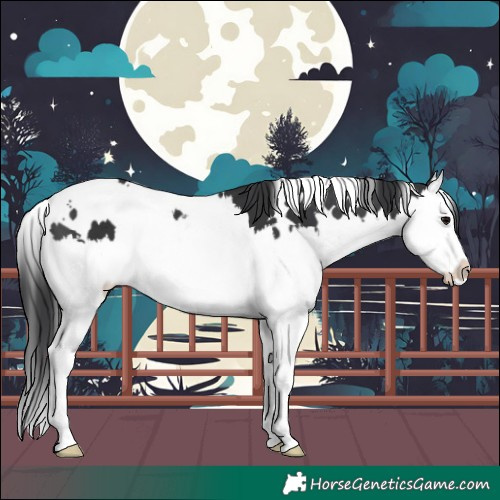 Horse Color:White Spotted Black Splash