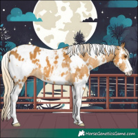 Horse Color:White Spotted Palomino Sabino Blanket 