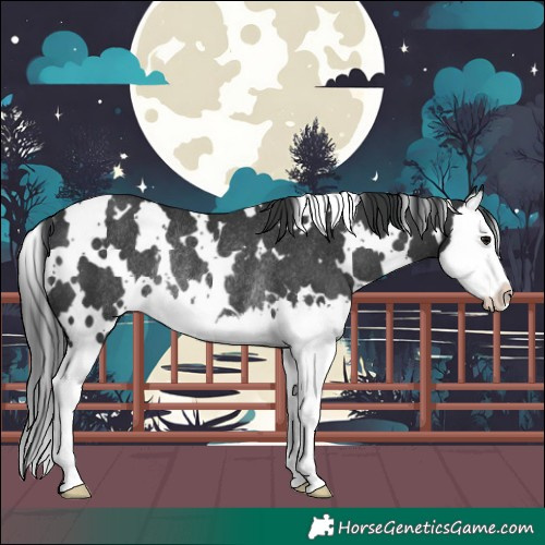 Horse Color:White Spotted Black Splash Rabicano