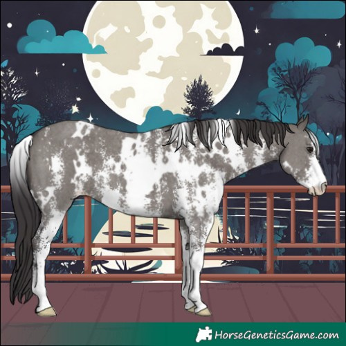 Horse Color:White Spotted Smoky Grullo Sabino 