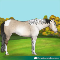 Horse Color:Gray Sable Champagne Dun Tobiano Rabicano 