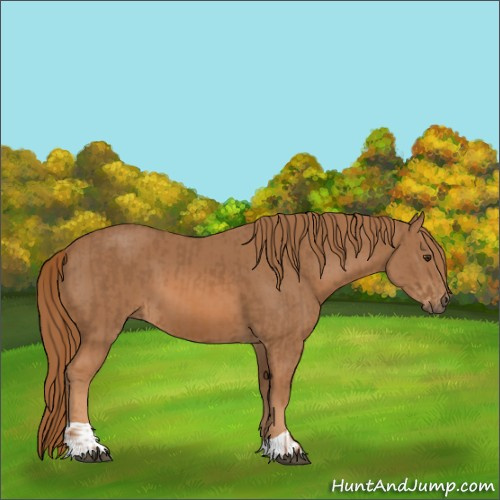 Horse Color:Chestnut  and Chestnut 