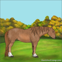 Horse Color:Chestnut  and Chestnut 