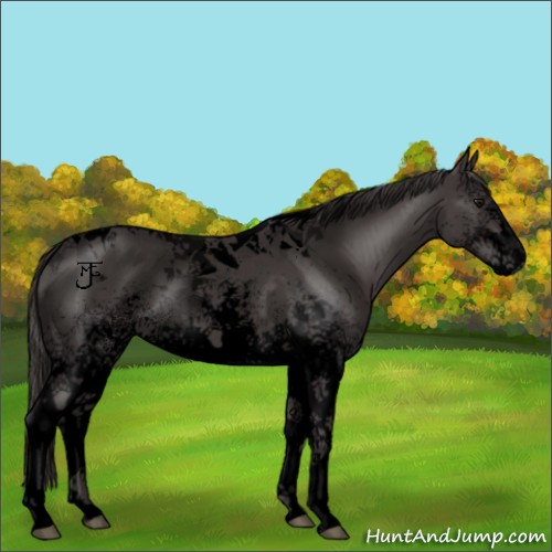 Horse Color:Void White Spotted Smoky Black Tobiano 