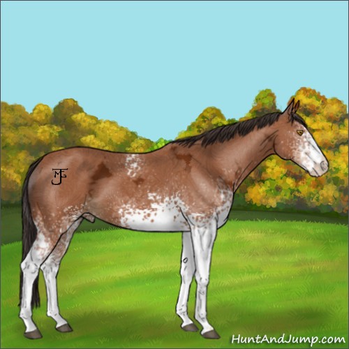 Horse Color:White Spotted Buckskin Ice 