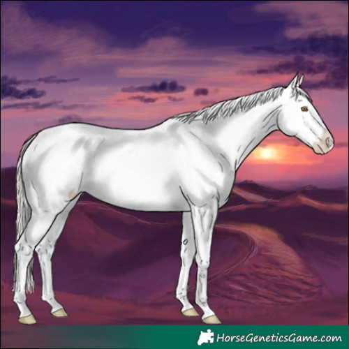 Horse Color:White Spotted Silver Brown Appaloosa 