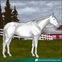Horse Color:White Spotted Silver Brown Appaloosa 