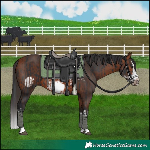 Horse Color:Black Splash Frame  and Bay Splash Frame 