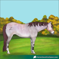 Horse Color:Painted Buckskin Roan Onyx 