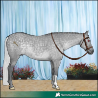Horse Color:Silver Grullo Chinchilla 
