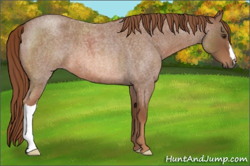 Horse Color:Red Roan 