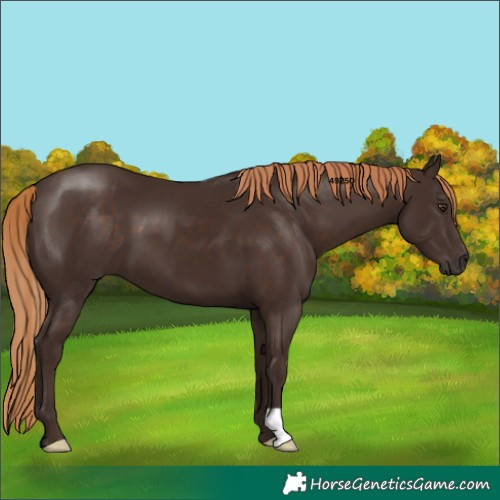Horse Color:Liver Chestnut