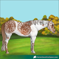 Horse Color:White Spotted Chestnut Splash 