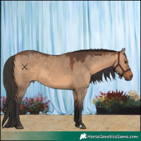 Horse Color:Bay Dun