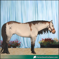 Horse Color:Bay Dun 