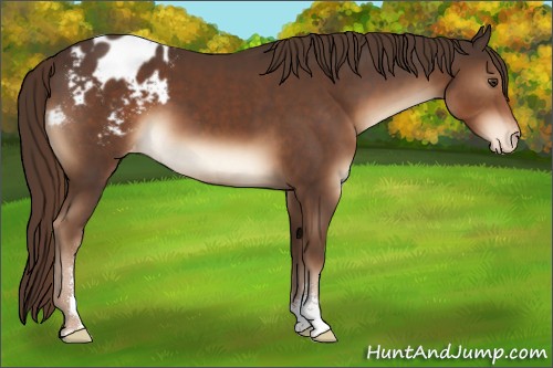 Horse Color:Liver Chestnut Sabino Appaloosa 