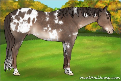 Horse Color:White Spotted Liver Chestnut Appaloosa 