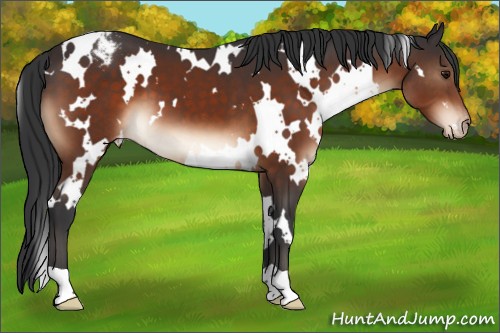 Horse Color:White Spotted Brown Appaloosa 