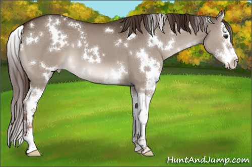 Horse Color:White Spotted Liver Red Dun Sabino Splash Appaloosa 
