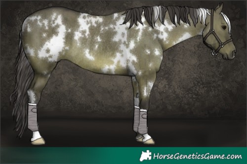 Horse Color:White Spotted Smoky Grullo Rabicano Brindle 