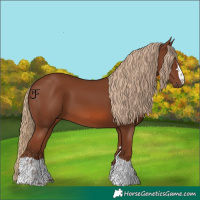 Horse Color:Chestnut 