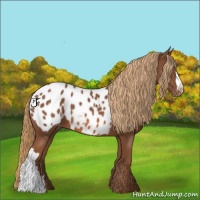 Horse Color:Chestnut Appaloosa