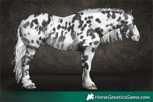 Horse Color:White Spotted Silver Brown Chinchilla Appaloosa 