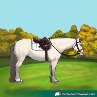 Horse Color:Amber Cream Champagne Dun 
