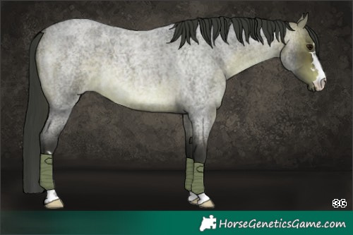 Horse Color:Platinum Brown Roan 