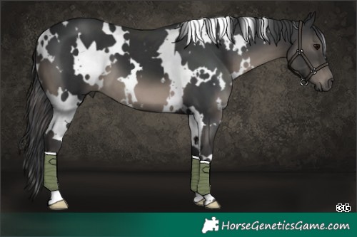 Horse Color:White Spotted Black 