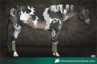 Horse Color:White Spotted Black 